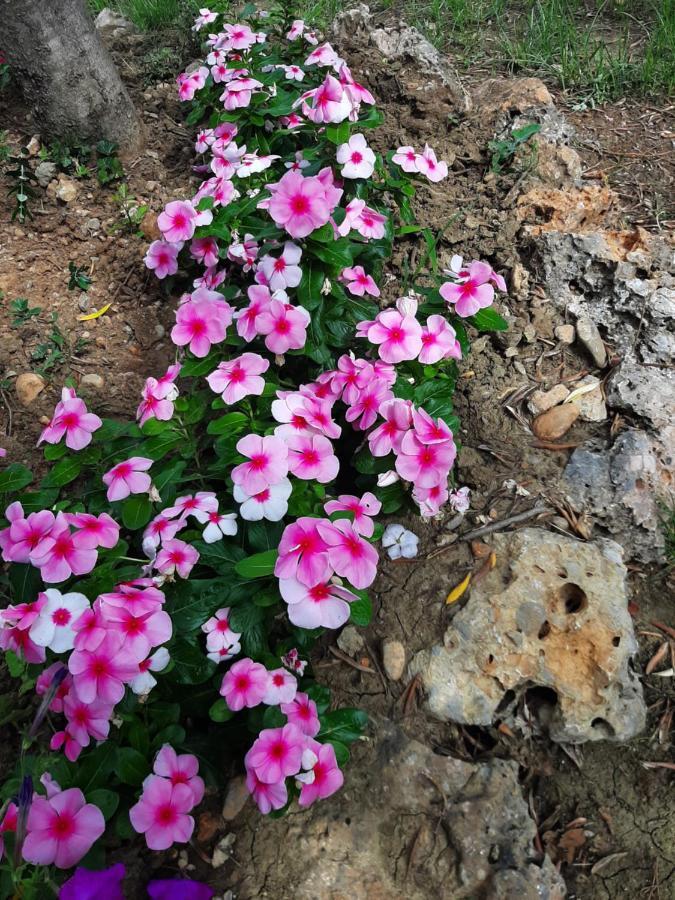 Lea * Starigrad Paklenica